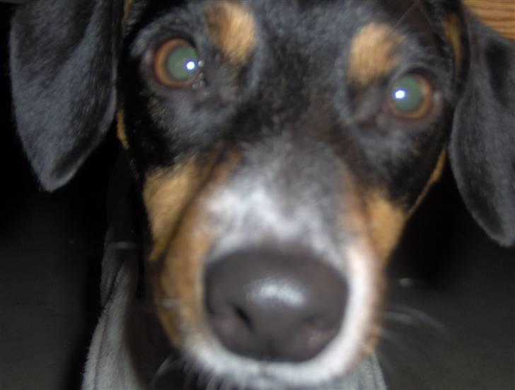 Dansk svensk gaardhund Tinke billede 3