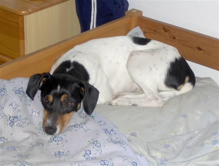 Dansk svensk gaardhund Tinke billede 4