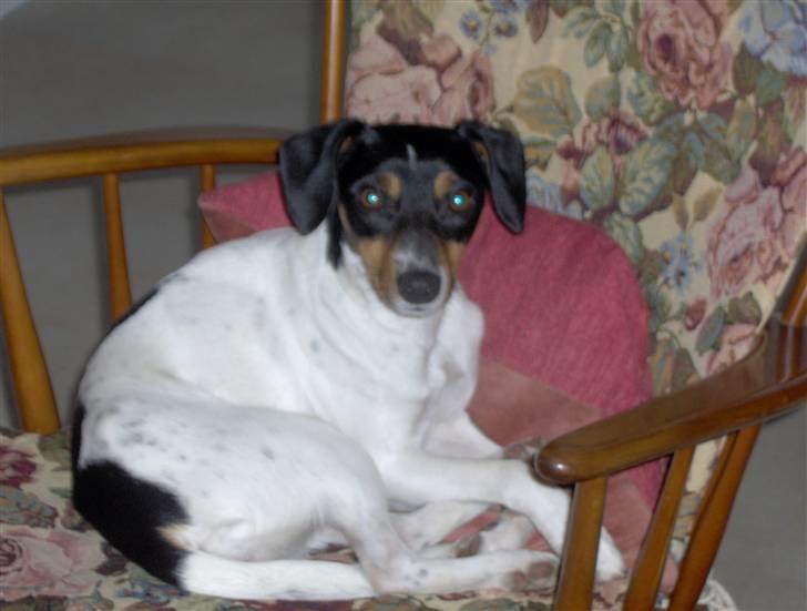 Dansk svensk gaardhund Tinke billede 5