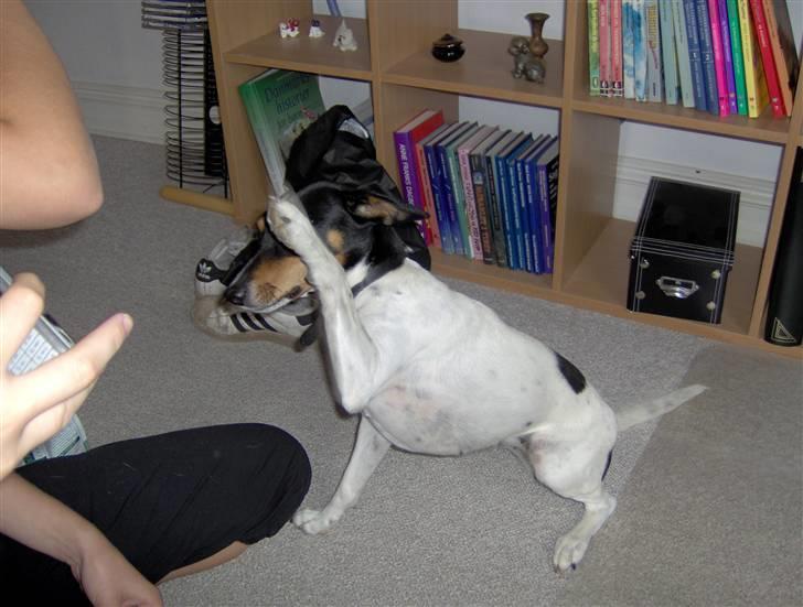 Dansk svensk gaardhund Tinke billede 6