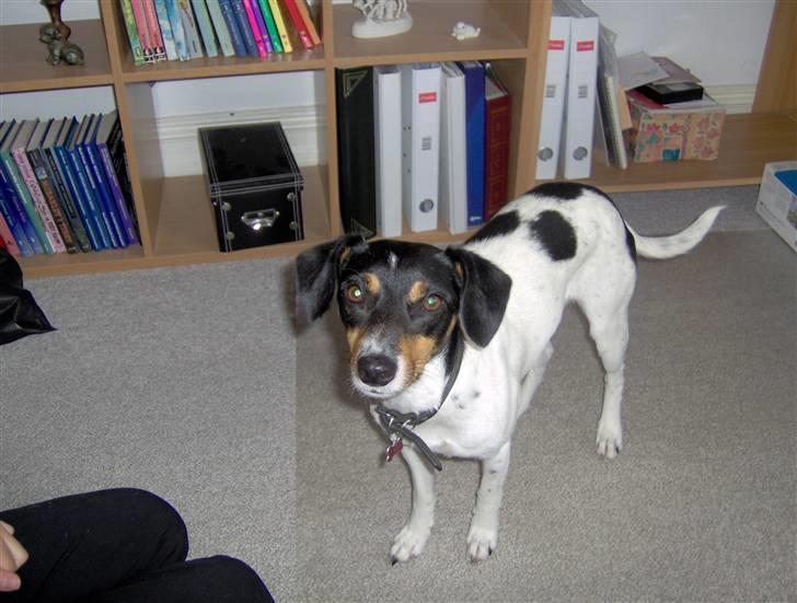 Dansk svensk gaardhund Tinke billede 7