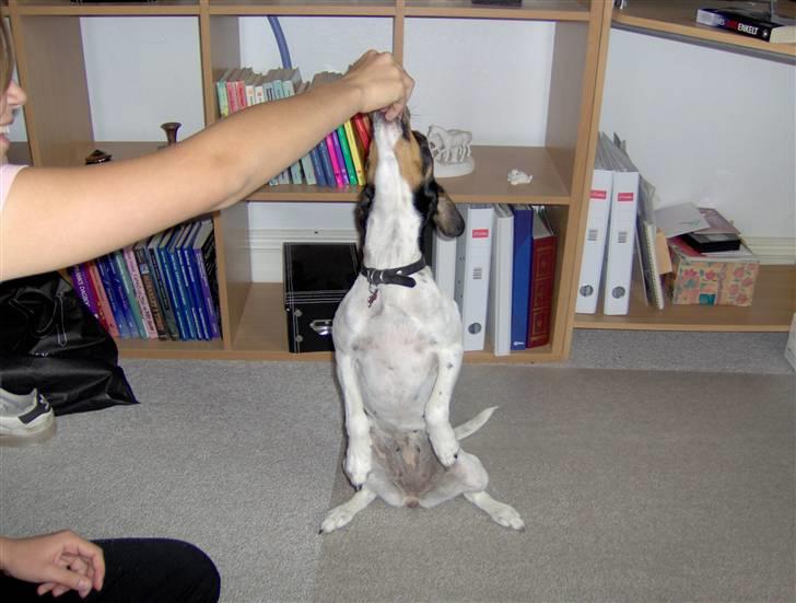 Dansk svensk gaardhund Tinke billede 8