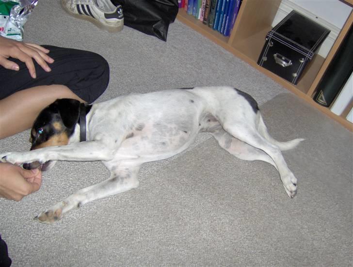 Dansk svensk gaardhund Tinke billede 9