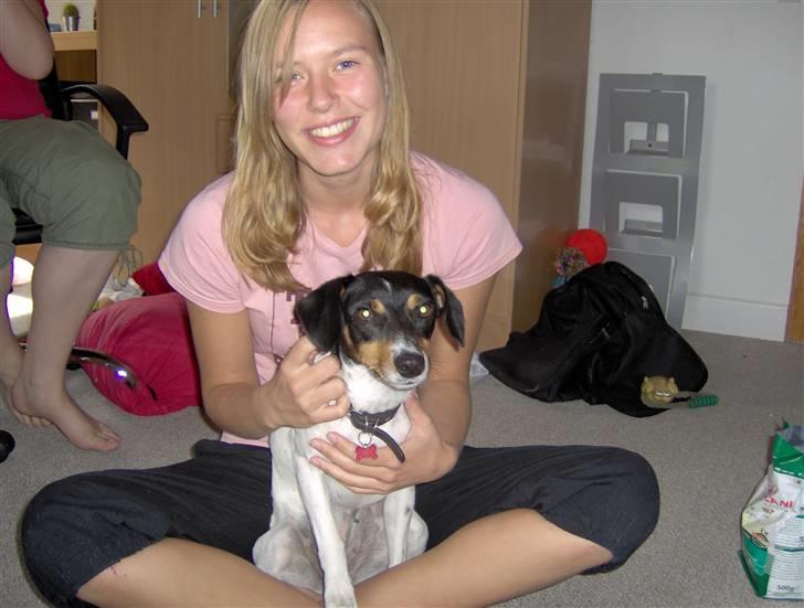 Dansk svensk gaardhund Tinke billede 10