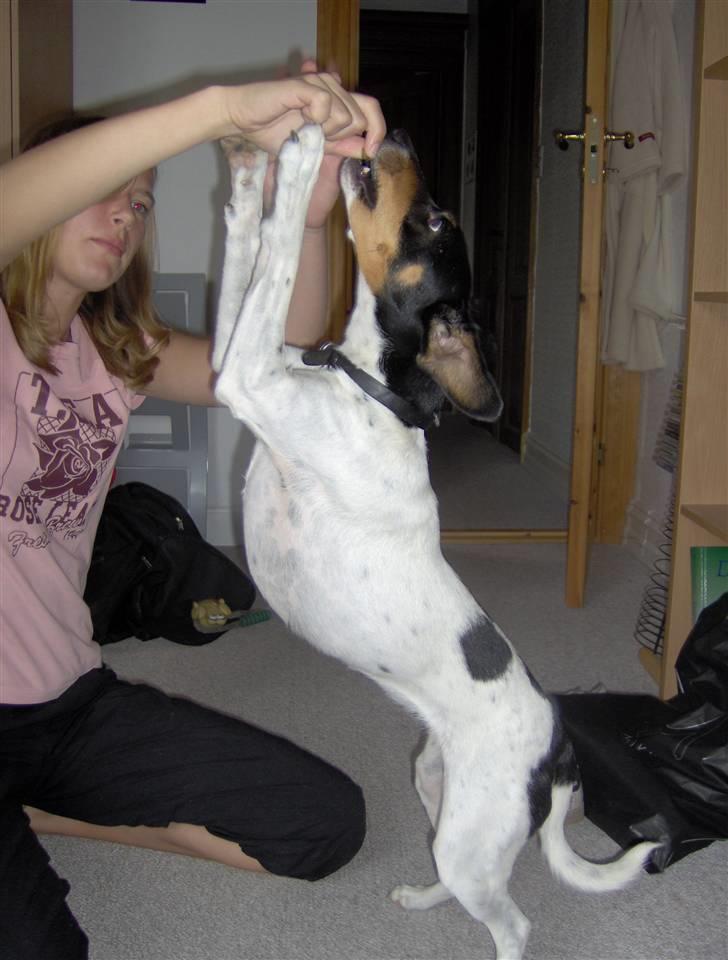 Dansk svensk gaardhund Tinke - jeg kan vist lige nå billede 11