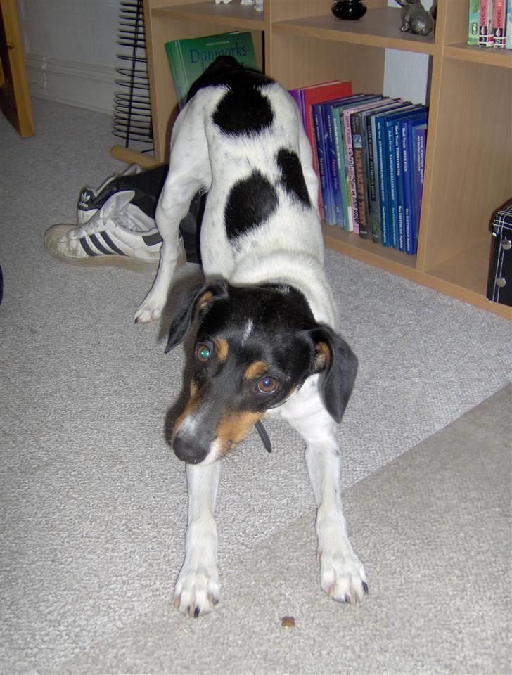 Dansk svensk gaardhund Tinke billede 12