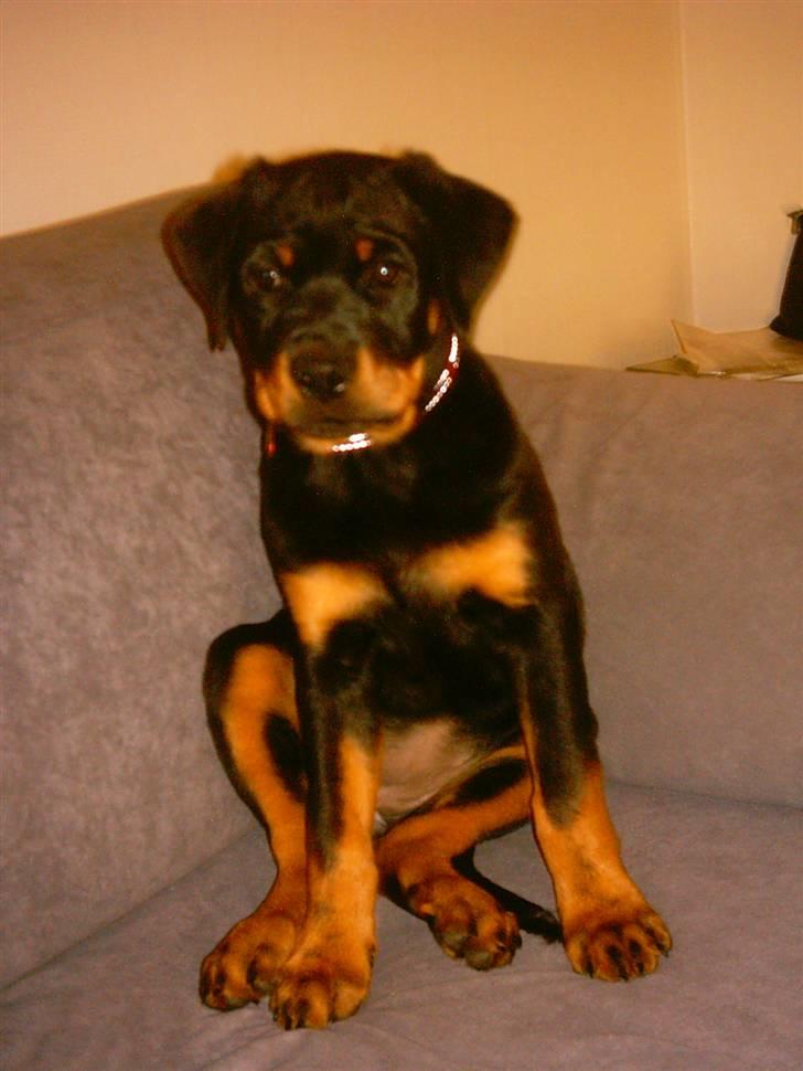 Rottweiler Kita billede 13
