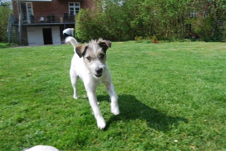 Jack russell terrier HØJENS IRISH MURPHY - Wuhuu .. Her kommer jeg (:  billede 3