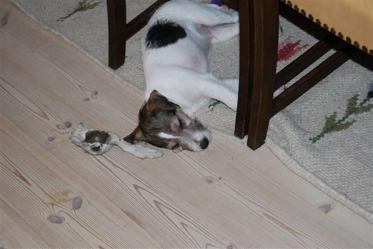 Jack russell terrier HØJENS IRISH MURPHY - Dejligt med en slapper, efter en god leg :b  billede 4