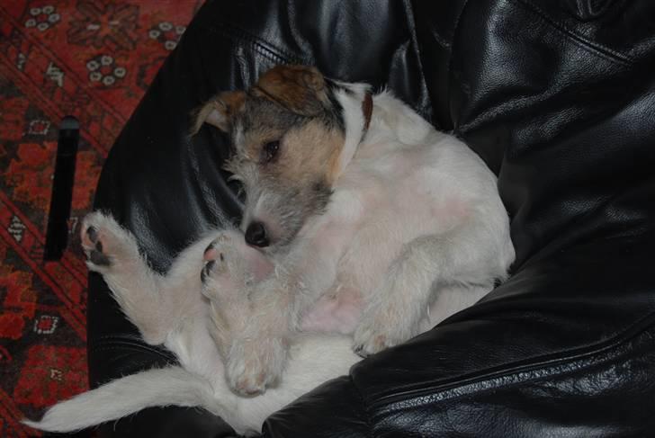 Jack russell terrier HØJENS IRISH MURPHY - aaah .. jeg elsker at rulle rundt i sækkestolen.  billede 5