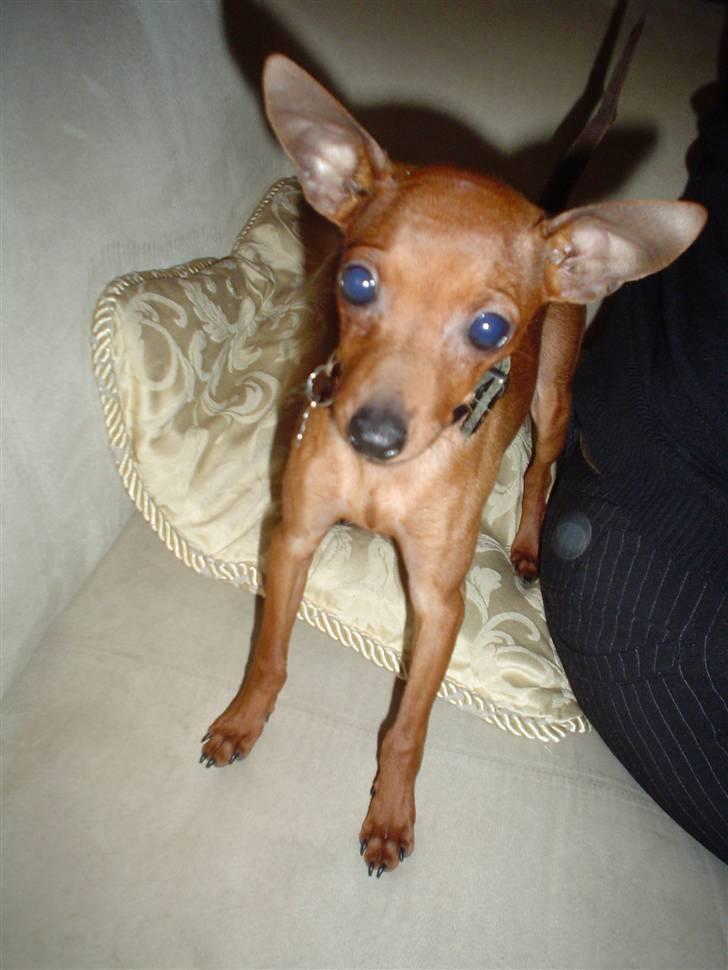 Dvaergpinscher Fifi billede 1