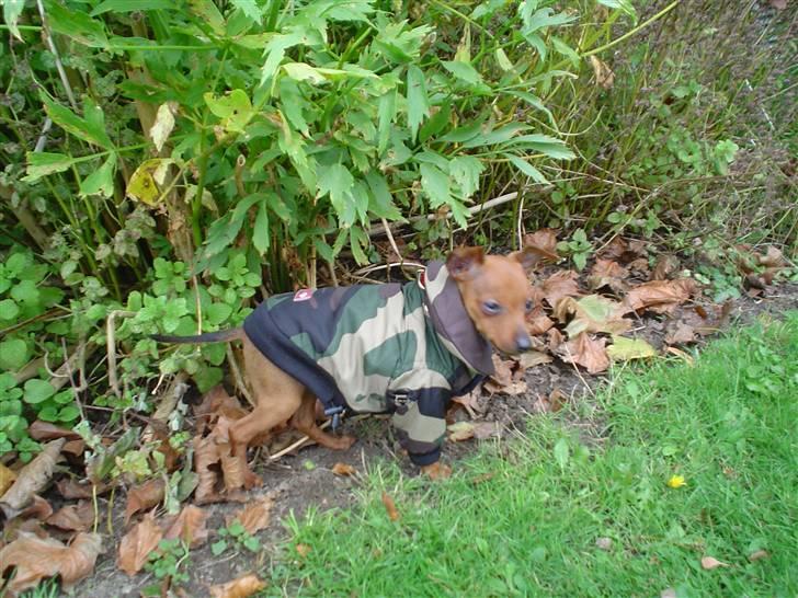 Dvaergpinscher Fifi billede 2