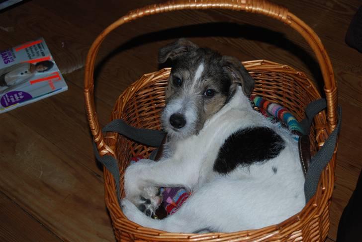 Jack russell terrier HØJENS IRISH MURPHY - Dengang jeg kunne ligge her, nu er jeg jo en stor hund.  billede 6