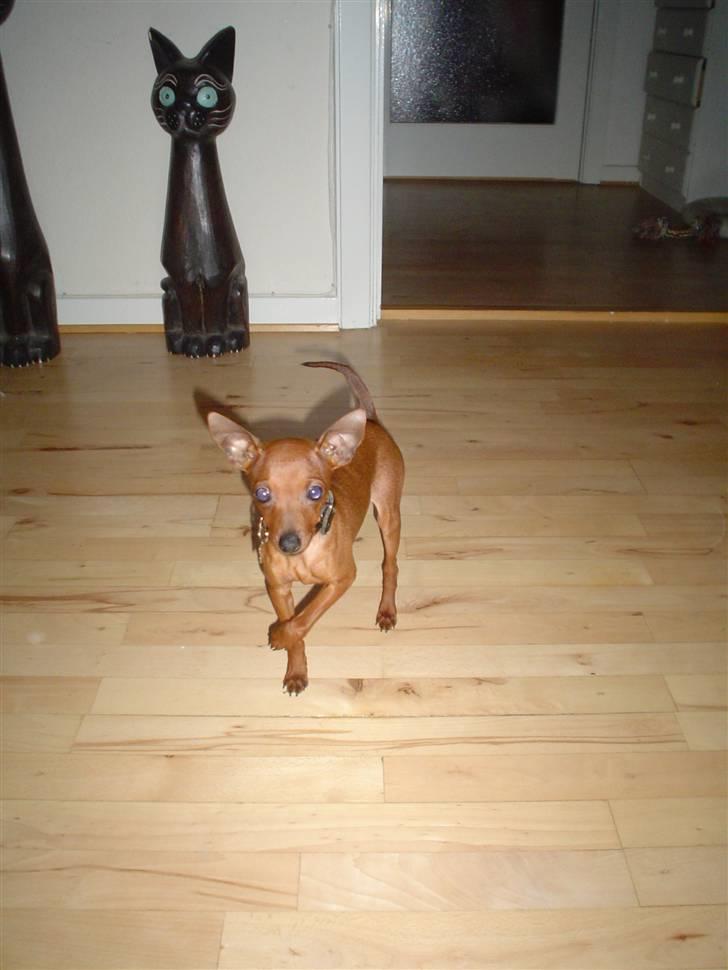Dvaergpinscher Fifi billede 3