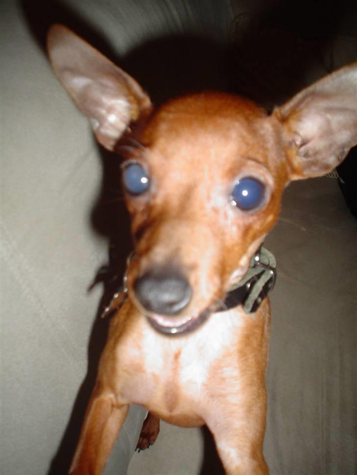 Dvaergpinscher Fifi billede 4