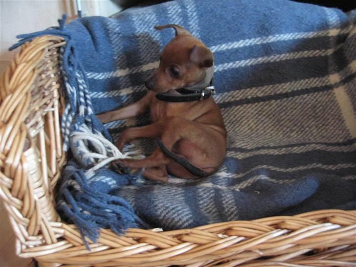 Dvaergpinscher Fifi billede 5