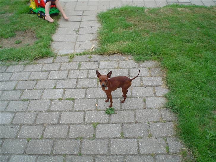 Dvaergpinscher Fifi billede 6