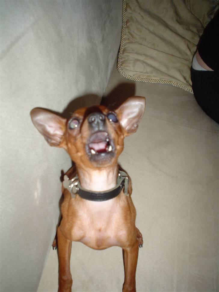 Dvaergpinscher Fifi billede 7