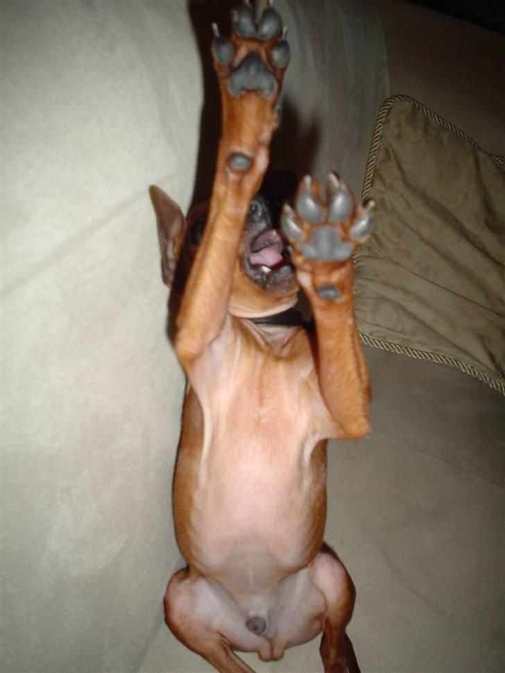 Dvaergpinscher Fifi billede 8