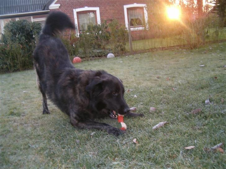 Blanding af racer bamse - skal vi lege??? billede 8