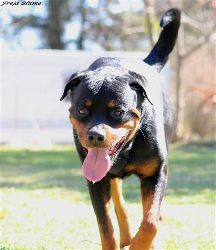 Rottweiler Vom Hause Kanku's Wictor. - 9 April 2011 Taget af F & Z billede 37