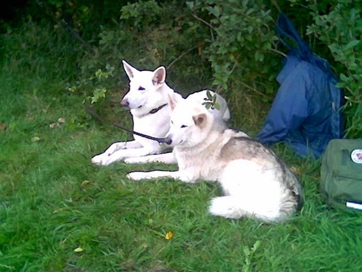 Hvid schæfer Rico billede 14