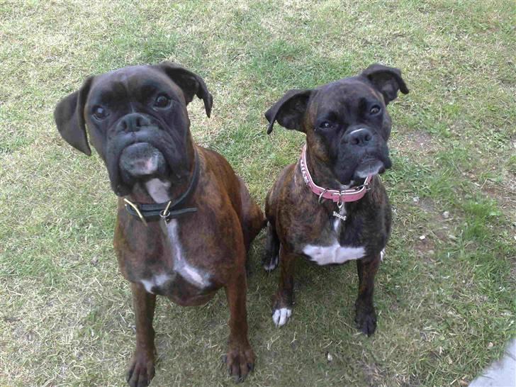 Boxer cæsar billede 2