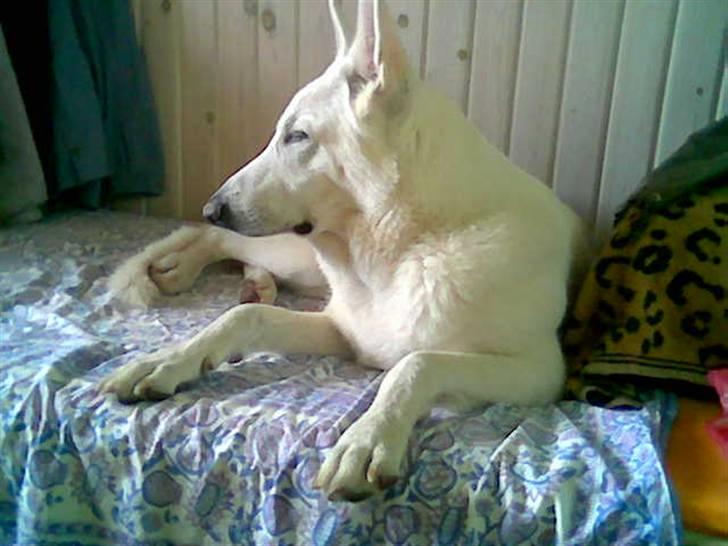 Hvid schæfer Rico - Meget træt, må lukke øjnene billede 15