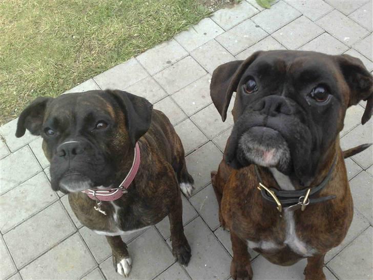 Boxer cæsar billede 3