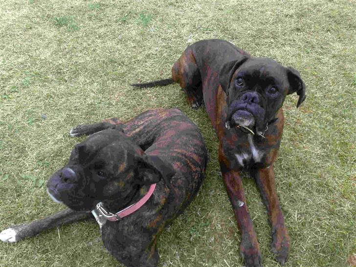 Boxer cæsar billede 4