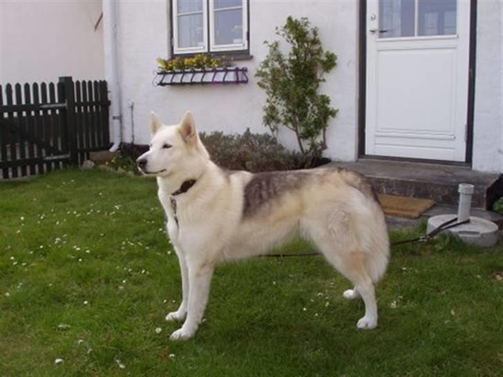 Blanding af racer Nanoq billede 7