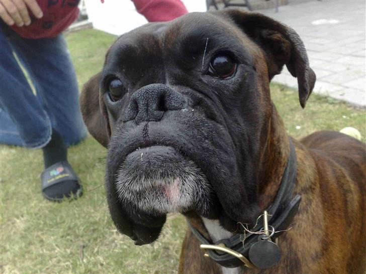 Boxer cæsar billede 5