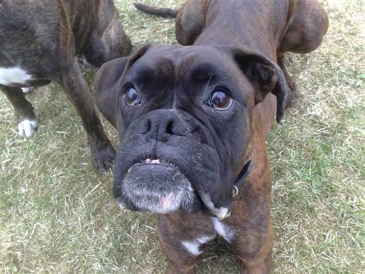 Boxer cæsar billede 6