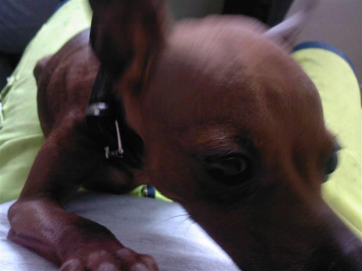 Dvaergpinscher Fifi billede 9