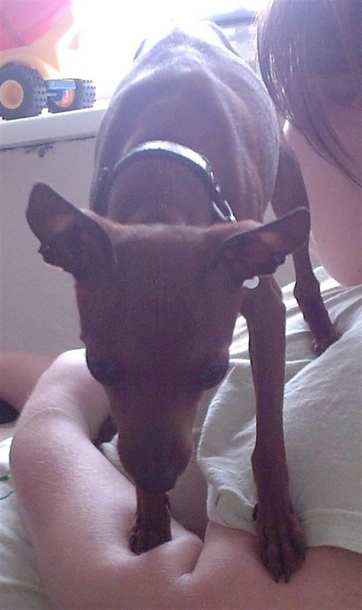 Dvaergpinscher Fifi billede 10