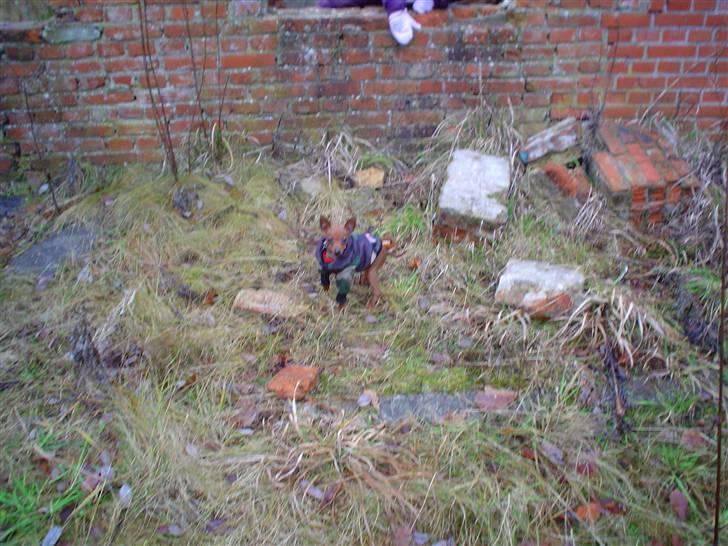 Dvaergpinscher Fifi billede 11