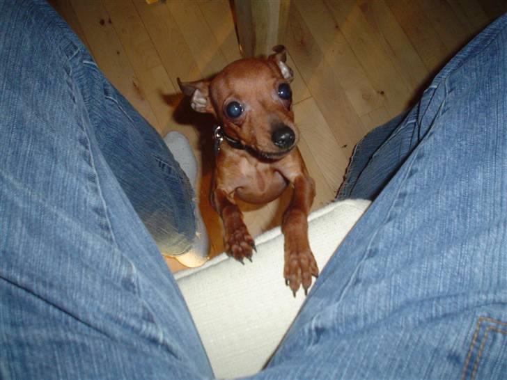 Dvaergpinscher Fifi billede 12