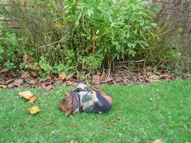 Dvaergpinscher Fifi billede 13