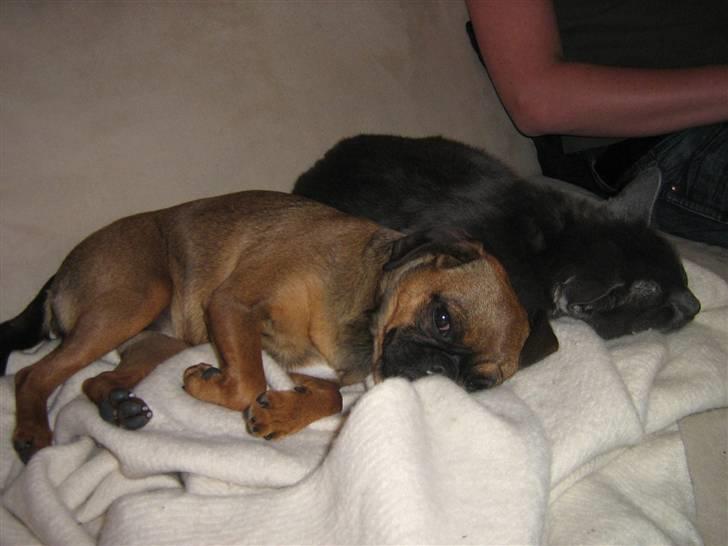 Blanding af racer Gaia - verdens bedste mille-kat billede 14