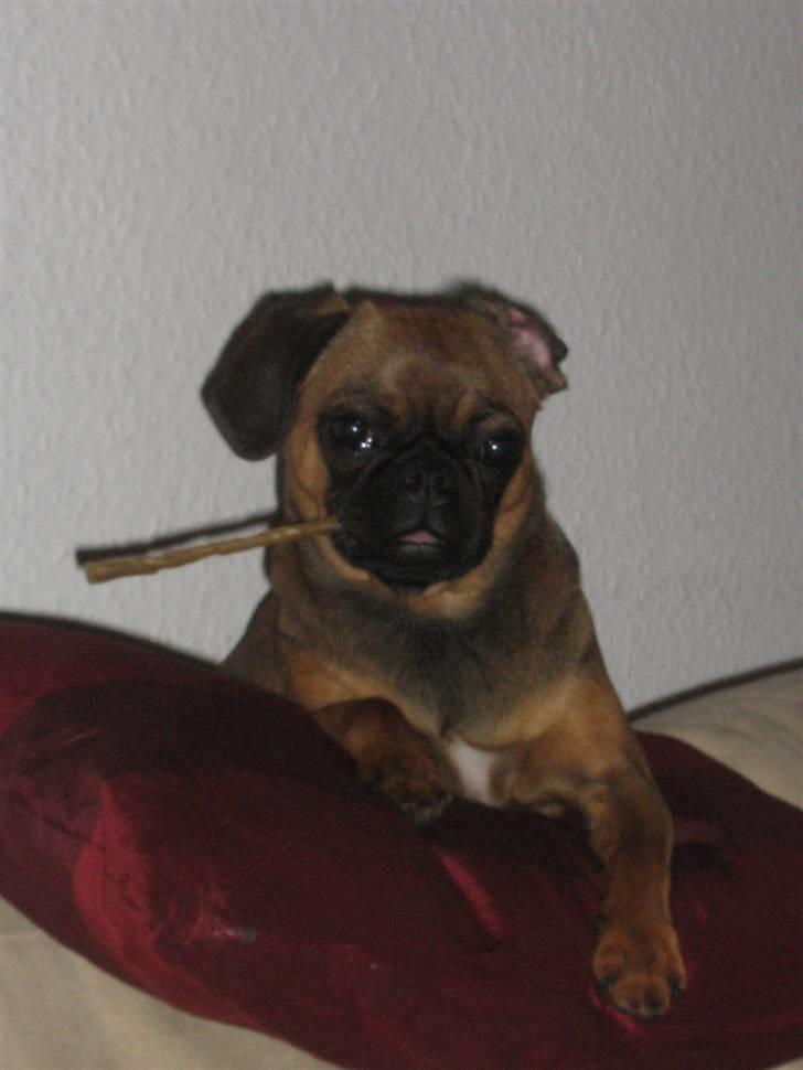 Blanding af racer Gaia - En go´ cigar :) billede 15