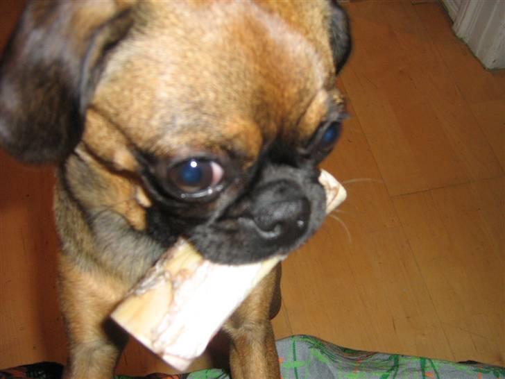 Blanding af racer Gaia - Gaia med sit stoore flotte ben  billede 17