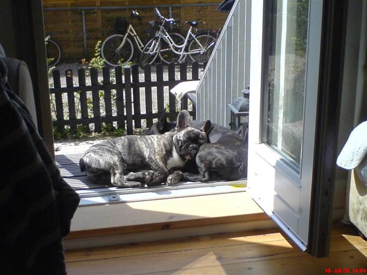 Fransk bulldog Gokke Jensen billede 15