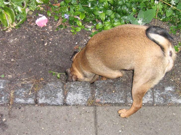 Blanding af racer Gaia - Ups.. fanget igang med at lave huller i min "mormors" have billede 18