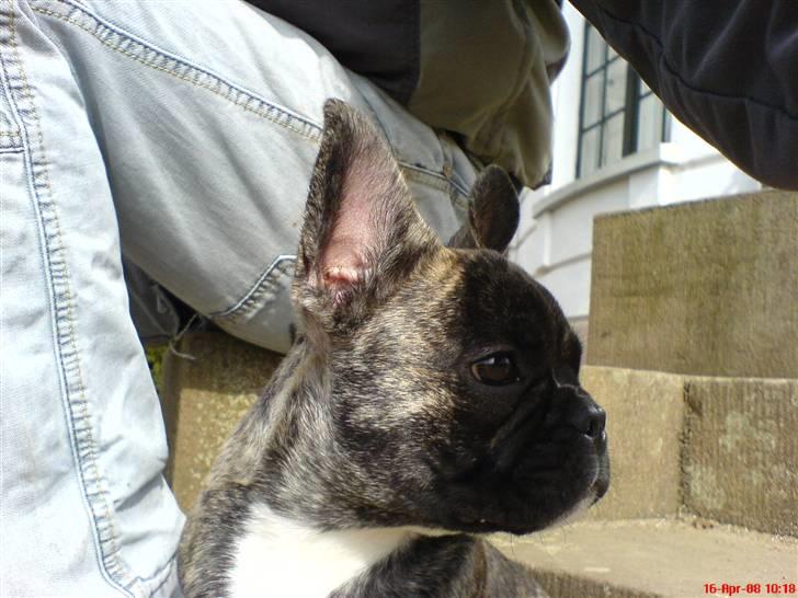 Fransk bulldog Gokke Jensen billede 17