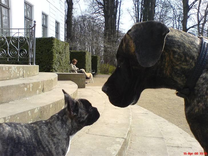 Fransk bulldog Gokke Jensen billede 18