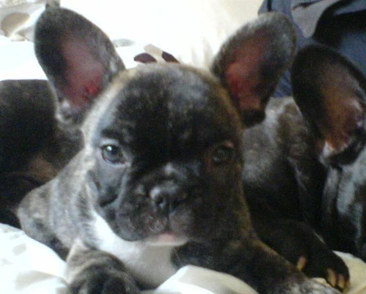 Fransk bulldog Gokke Jensen billede 19