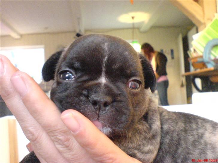 Fransk bulldog Gokke Jensen billede 20