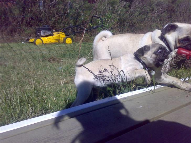 Mops Cille og Malou billede 9