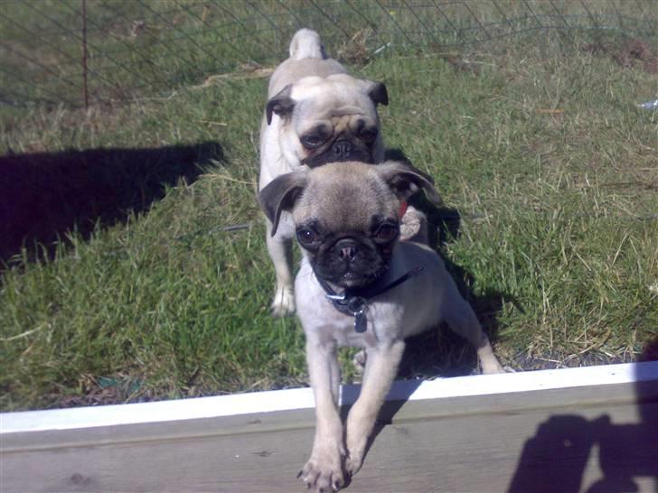 Mops Cille og Malou billede 10