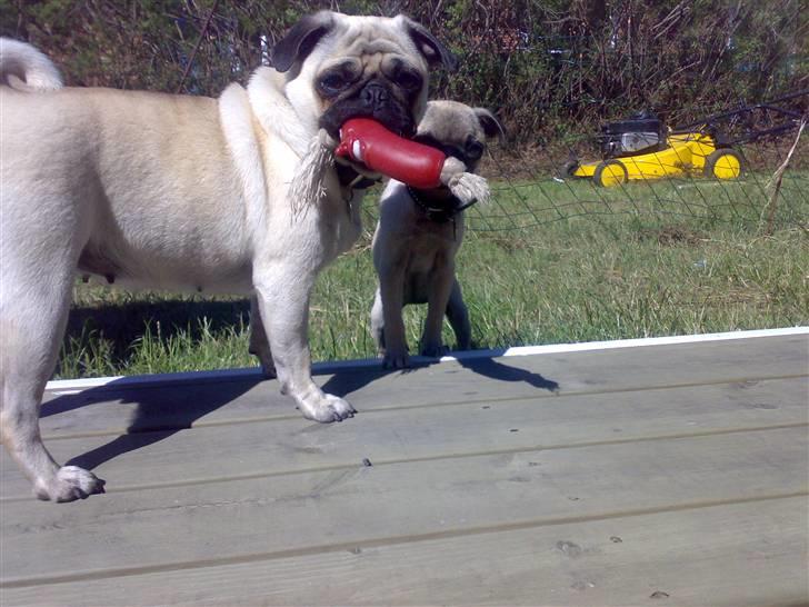 Mops Cille og Malou billede 11